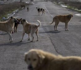 Sokak hayvanları düzenlemesinde ilk 5 madde TBMM Genel Kurulu’nda kabul edildi