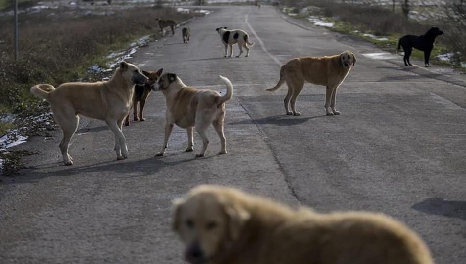 Sokak hayvanları düzenlemesinde ilk 5 madde TBMM Genel Kurulu’nda kabul edildi