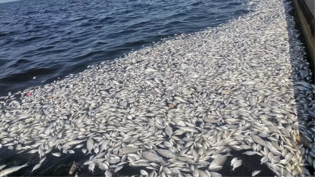 İzmir Körfezi can çekişiyor! Zafer Partisi’nden Açıklama