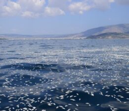 İzmir’den sonra Yunanistan’da milyonlarca ölü balık!