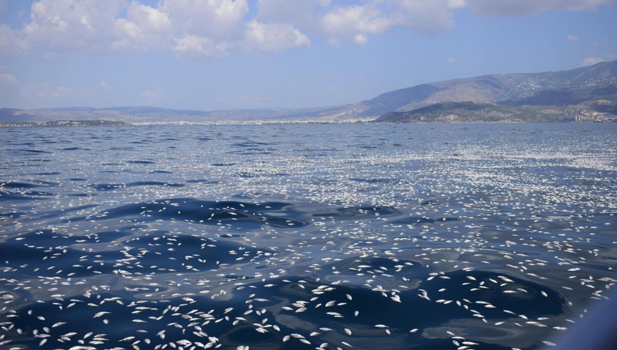 İzmir’den sonra Yunanistan’da milyonlarca ölü balık!