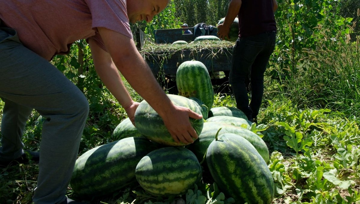 Mersin’de karpuz hasadı başladı