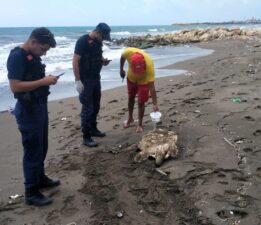 Samandağ sahilinde yaralı yavru caretta caretta bulundu