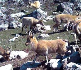 Yaban keçisi sürüsü fotokapanla görüntülendi