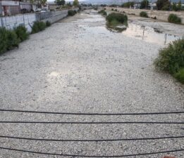 Yunanistan’da binlerce ölü balık sahile vurdu: 100 tonun üzerinde balık toplandı