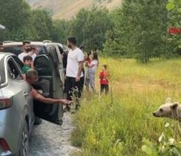 Bitlis’te ayılara cips verip selfie çektiler