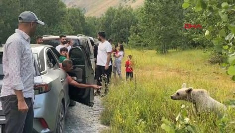 Bitlis’te ayılara cips verip selfie çektiler