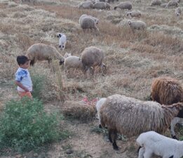 Osmaniye’de mavi dil karantinası