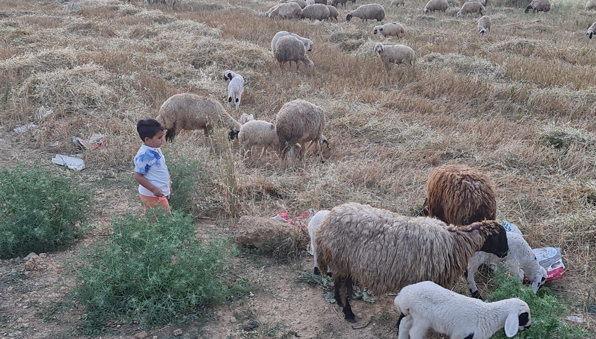 Osmaniye’de mavi dil karantinası