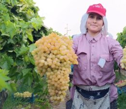 Üreticilerin yüzü güldü! İki salkım üzüm bir kasayı dolduruyor