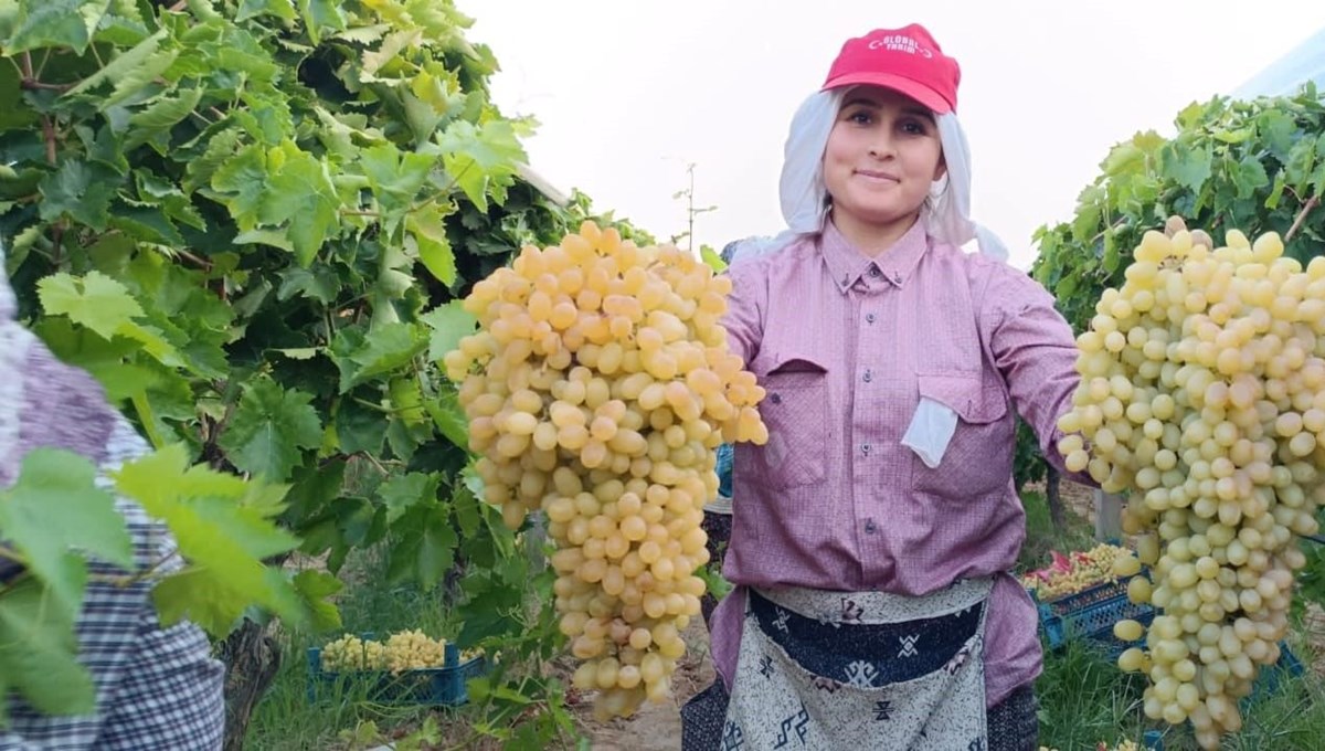 Üreticilerin yüzü güldü! İki salkım üzüm bir kasayı dolduruyor