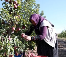 25 ülkeye ihraç ediliyor: Kayseri’den dünyaya yayılan lezzet