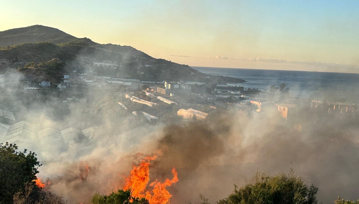 Alanya’da avokado bahçesinde yangın: 60 ağaç kül oldu