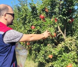 Aydın’da pestisit kalıntı analizi için nar numuneleri alındı