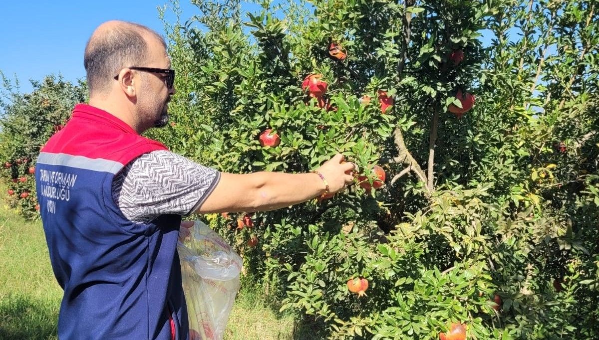 Aydın’da pestisit kalıntı analizi için nar numuneleri alındı