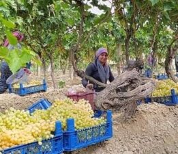 Fiyatı 70 lirayı gördü: Manisa’nın dünyaca ünlü üzümü