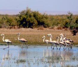 Konya’da flamingo yavruları göç yolculuğuna hazırlanıyor