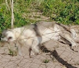 Mamak Belediyesi’nde köpek ölümlerine ilişkin açıklama