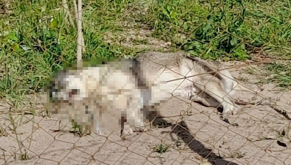 Mamak Belediyesi’nde köpek ölümlerine ilişkin açıklama