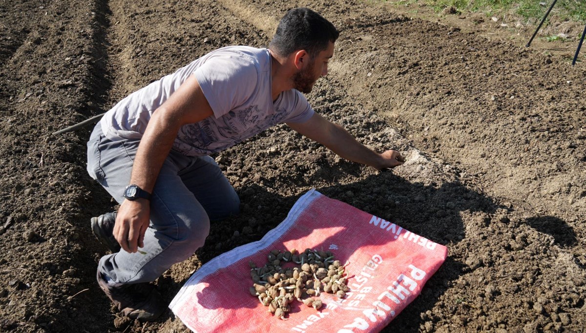 Çocukken yaylalarda topluyordu: Şimdi üreticisi oldu 800 bin lira gelir elde ediyor