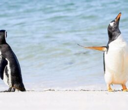 Dünyada hiç kalmadı! Gerçek penguenlerin nesli yıllar önce tükenmiş