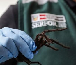 Havalimanında tarantula operasyonu: Üzerinde yüzlerce egzotik hayvanla yakalandı