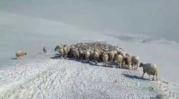 Tipiye yakalanan onlar koyun ve iki çoban donarak can verdi