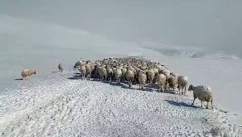 Tipiye yakalanan onlar koyun ve iki çoban donarak can verdi