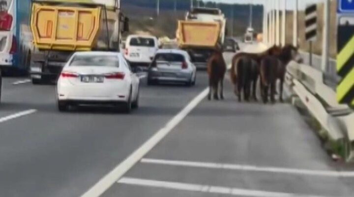 Trafikte başıboş atların yolculuğu kazayla bitti