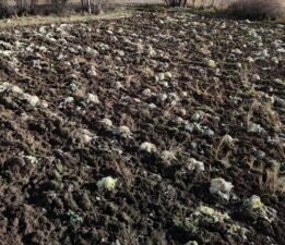 Turşu ve sarma yapımında kullanılıyor: Bu yıl hepsi tarlada kaldı